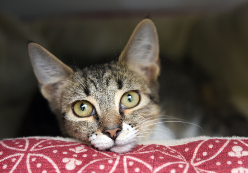 Blossom, an adoptable Tabby, Domestic Short Hair in Chattanooga, TN, 37415 | Photo Image 2