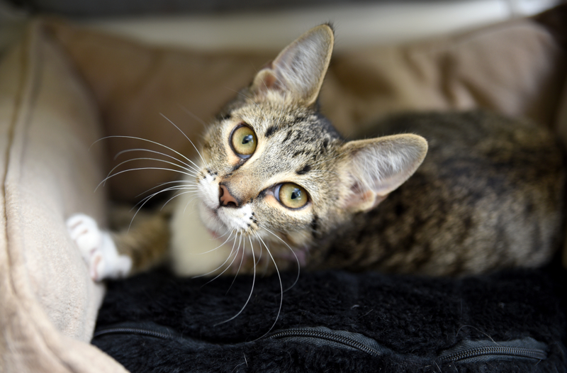 Blossom, an adoptable Tabby, Domestic Short Hair in Chattanooga, TN, 37415 | Photo Image 3
