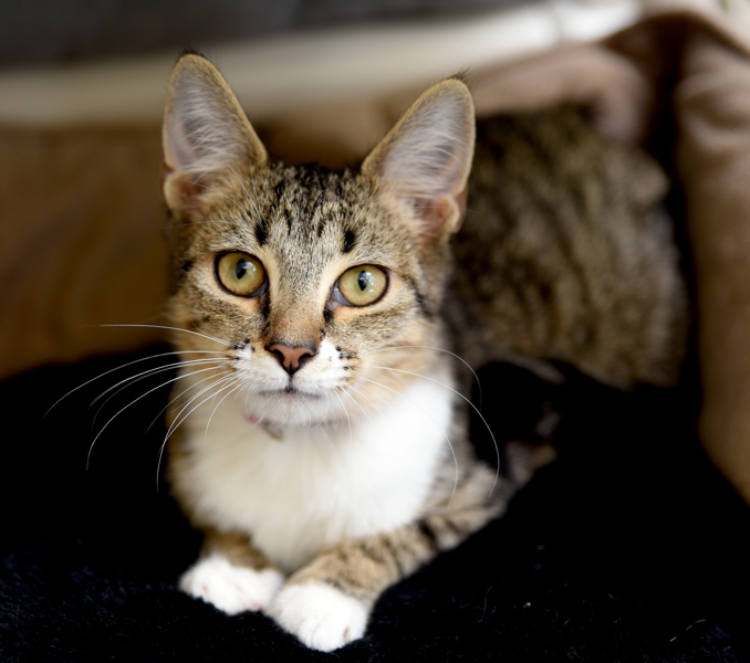 Blossom, an adoptable Tabby, Domestic Short Hair in Chattanooga, TN, 37415 | Photo Image 4