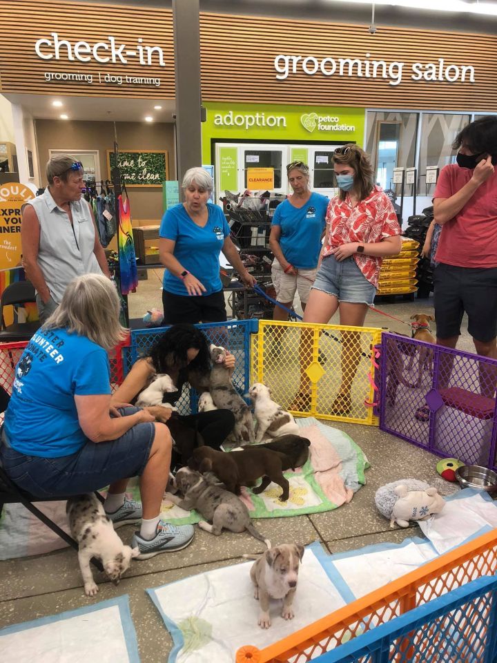 Dog For Adoption Petco Adoption Days Most Saturdays From 11 2pm Please Check Out Our Facebook Page For Updates A Shepherd Labrador Retriever Mix In Seminole Fl Petfinder