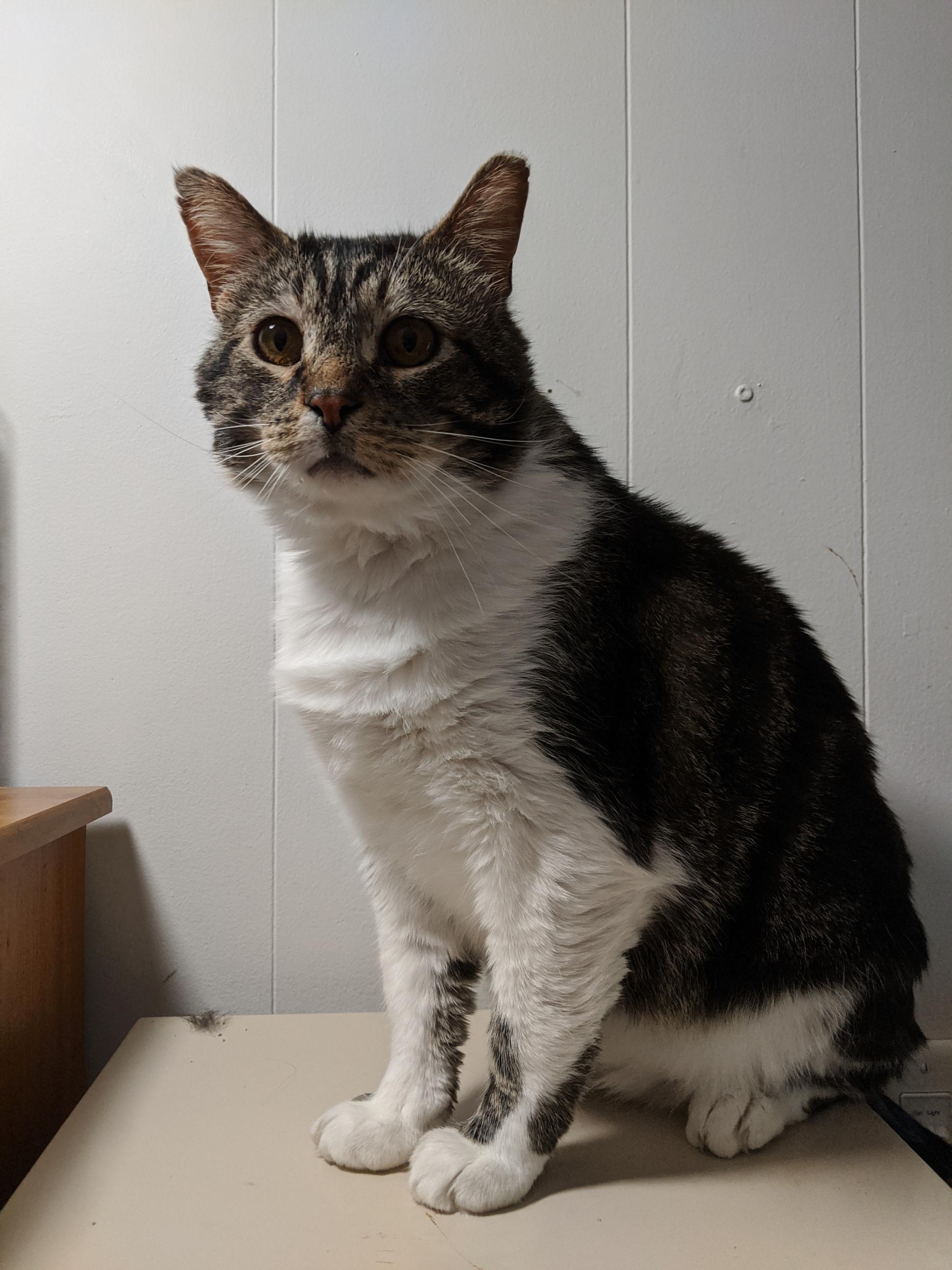 Sam (FIV+), an adoptable Tabby, Domestic Short Hair in St Paul, MN, 55101 | Photo Image 1
