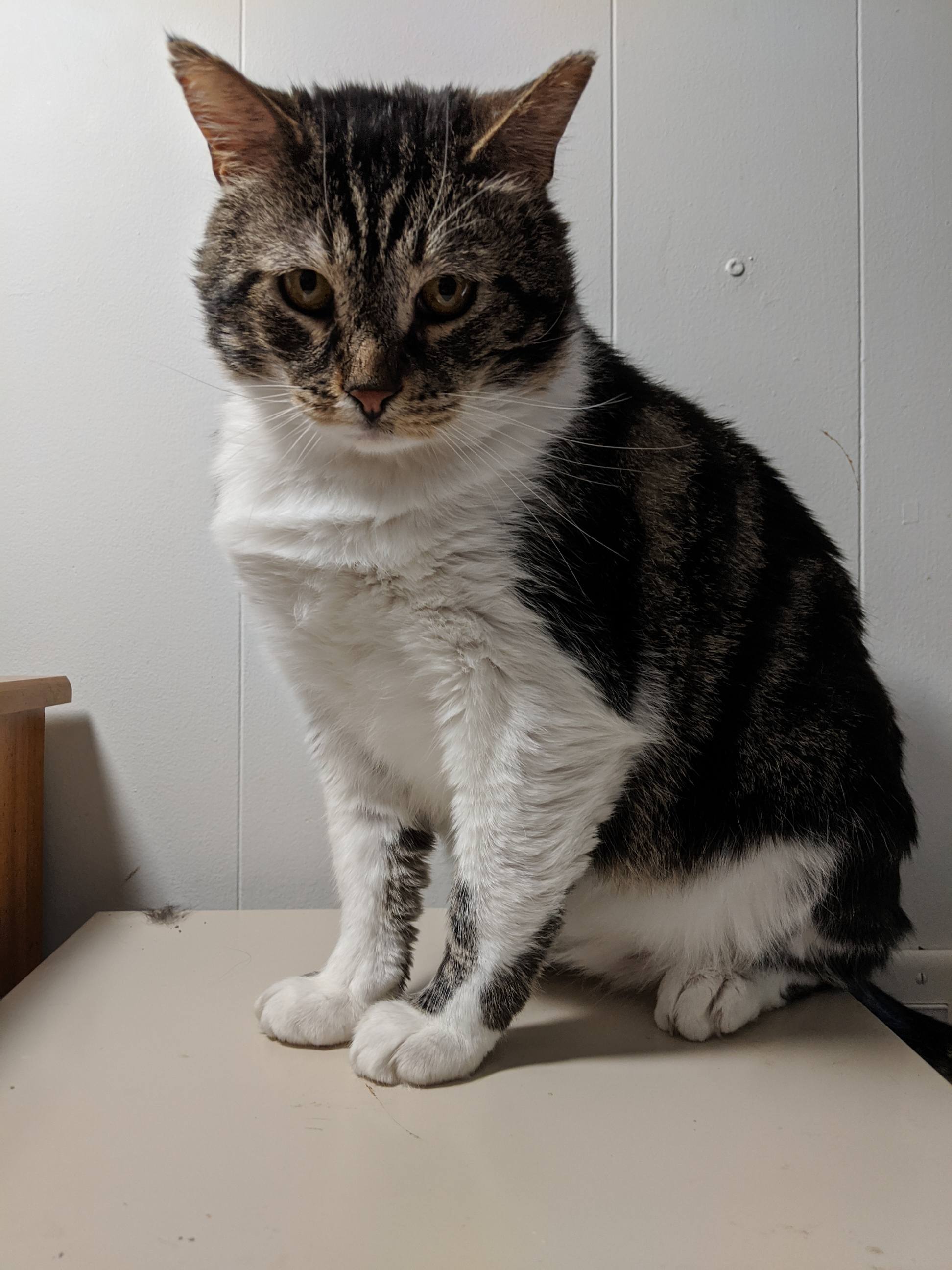 Sam (FIV+), an adoptable Tabby, Domestic Short Hair in St Paul, MN, 55101 | Photo Image 2