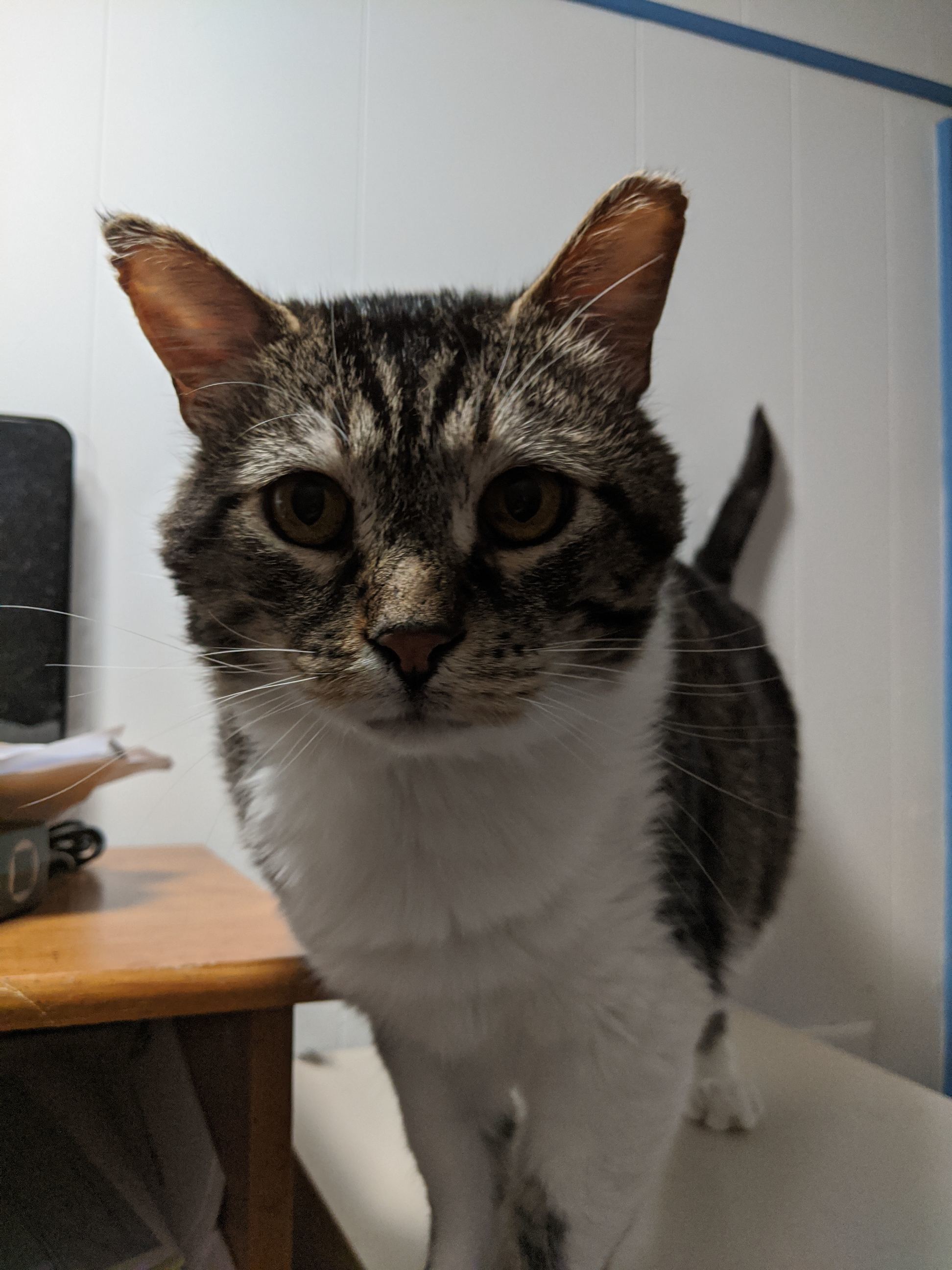 Sam (FIV+), an adoptable Tabby, Domestic Short Hair in St Paul, MN, 55101 | Photo Image 3