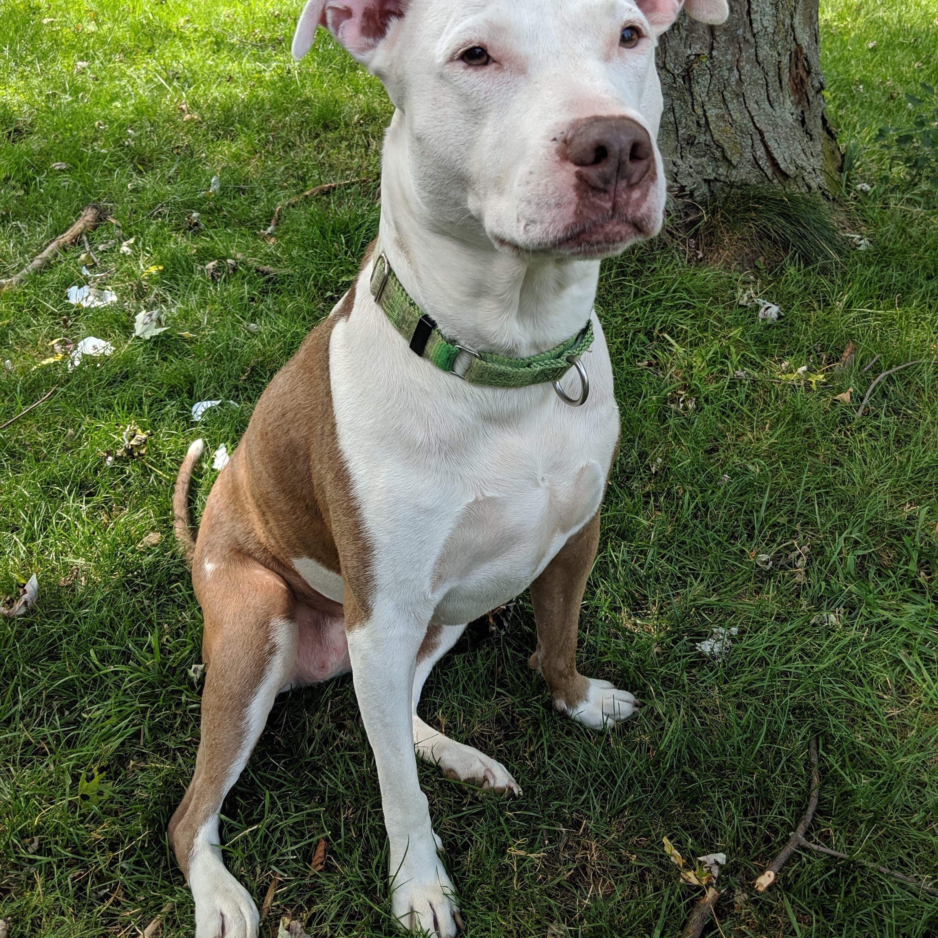 Ivy, an adoptable Pit Bull Terrier in Peotone, IL, 60468 | Photo Image 2