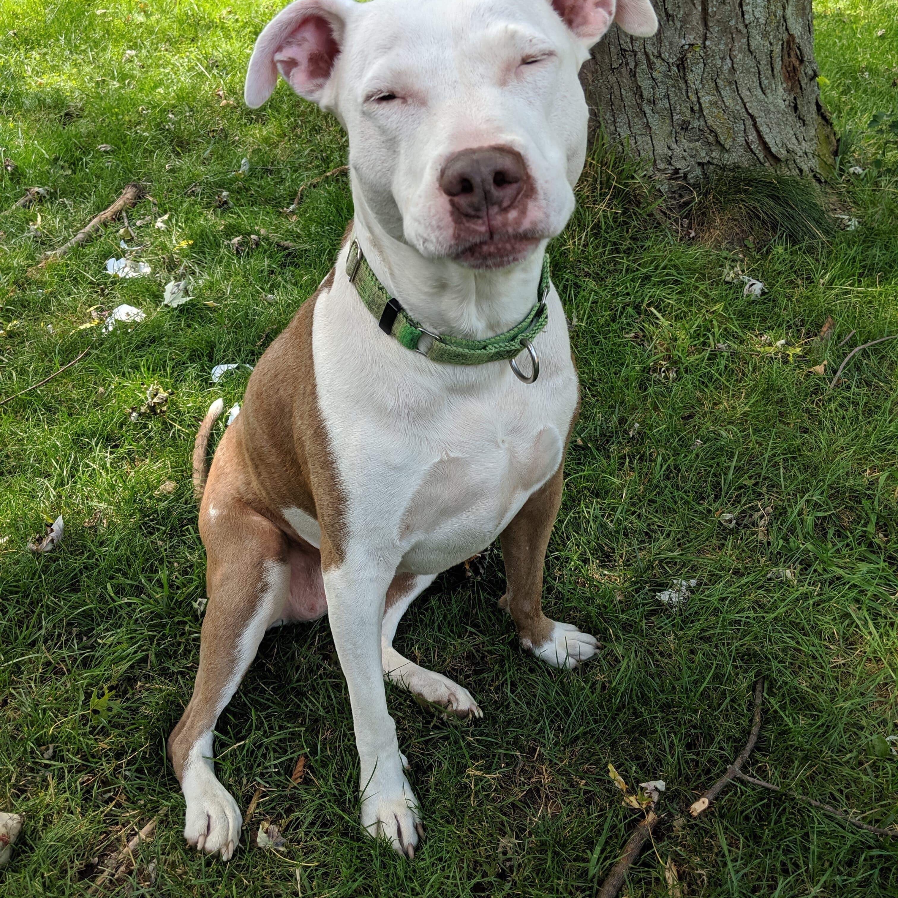 Ivy, an adoptable Pit Bull Terrier in Peotone, IL, 60468 | Photo Image 4