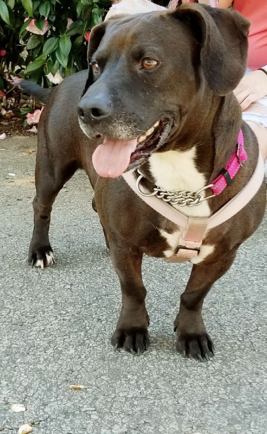 Loxy, an adoptable Basset Hound, Labrador Retriever in Gainesville, GA, 30501 | Photo Image 1