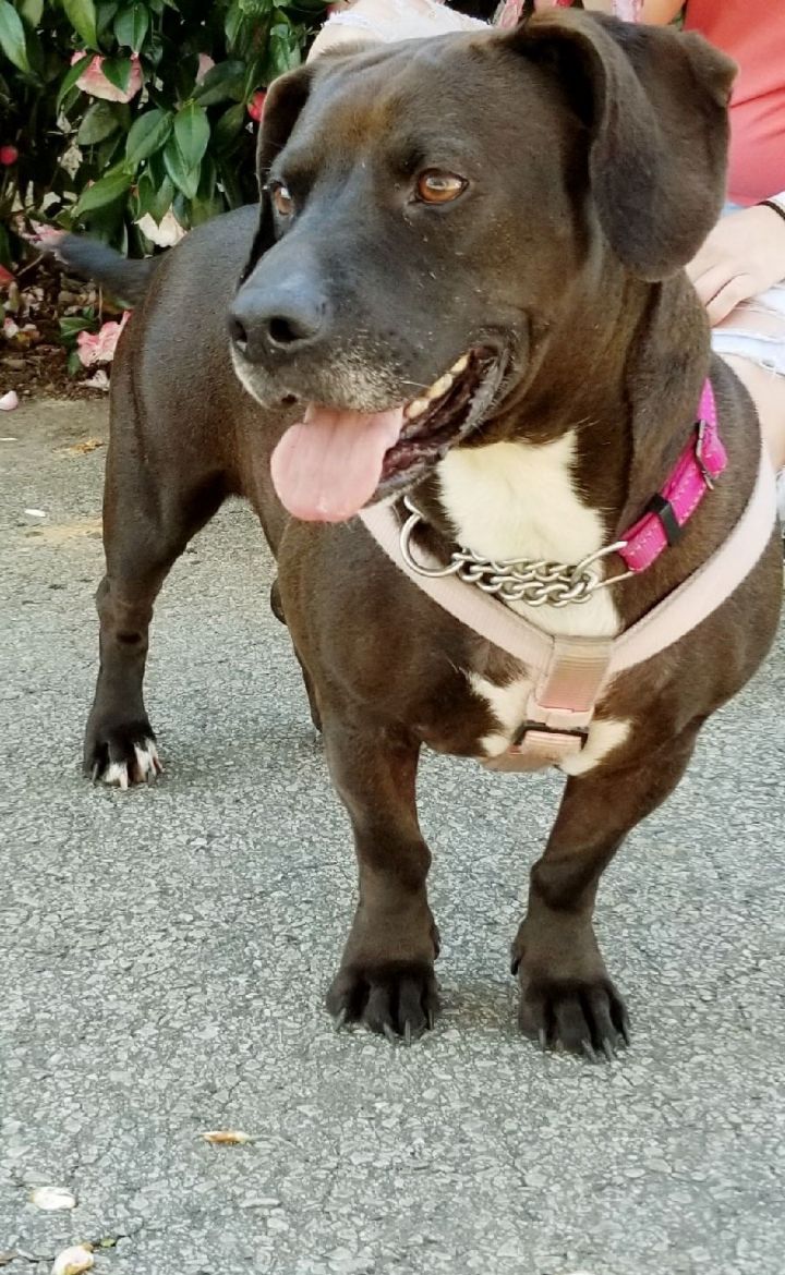 basset hound lab mix