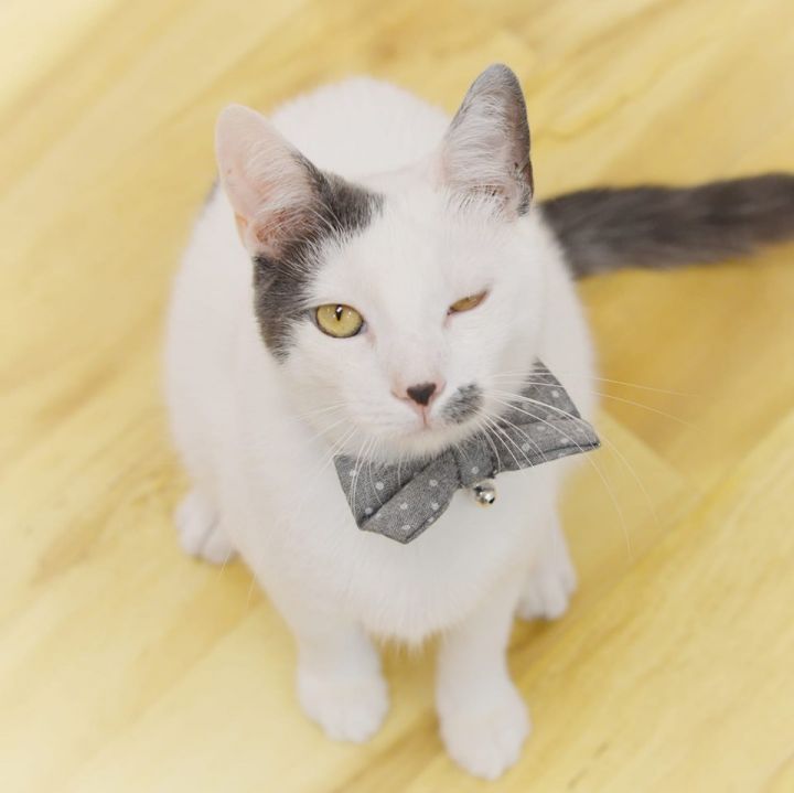 Cat For Adoption Dylan A Manx Russian Blue Mix In Huntington