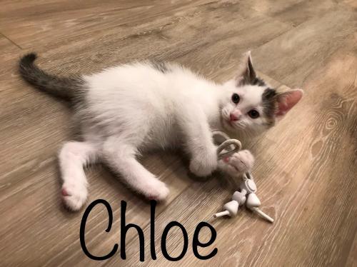 Chloe