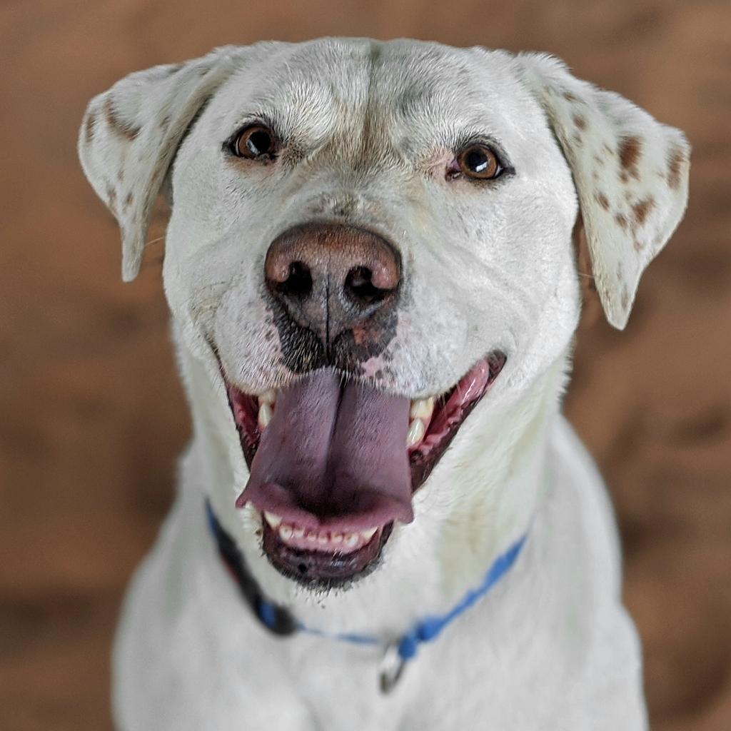 Woody, an adoptable Labrador Retriever in Kanab, UT, 84741 | Photo Image 1