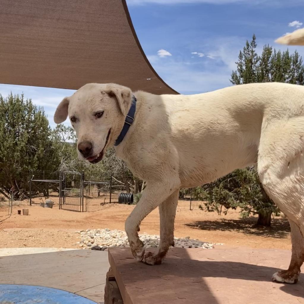 Woody, an adoptable Labrador Retriever in Kanab, UT, 84741 | Photo Image 3