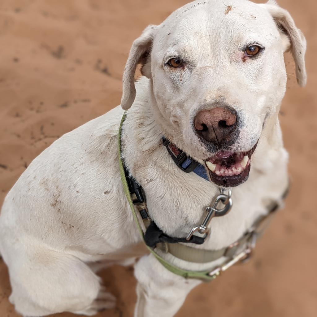 Woody, an adoptable Labrador Retriever in Kanab, UT, 84741 | Photo Image 4