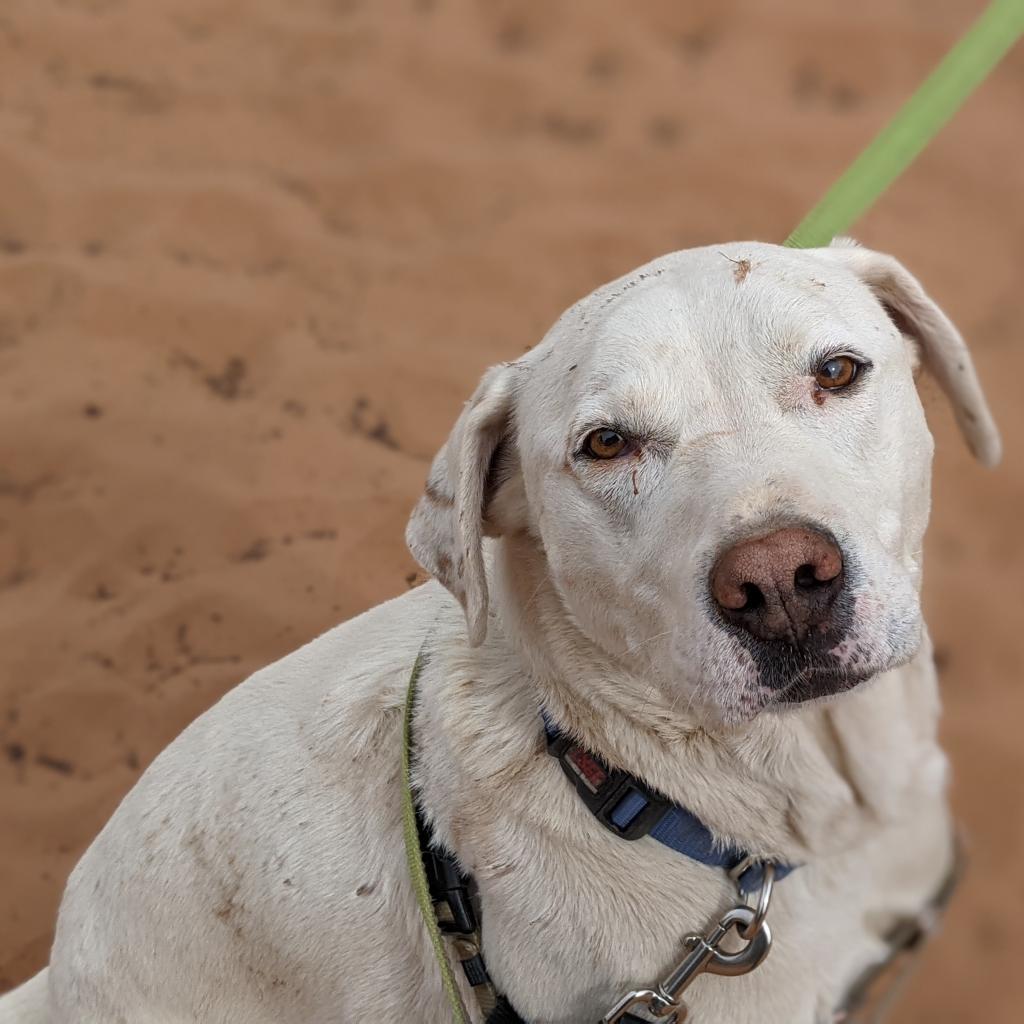 Woody, an adoptable Labrador Retriever in Kanab, UT, 84741 | Photo Image 5