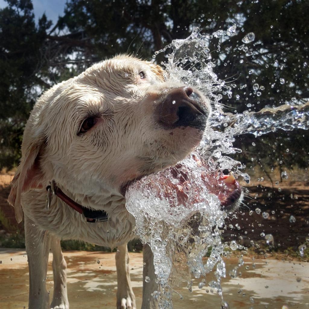 Woody, an adoptable Labrador Retriever in Kanab, UT, 84741 | Photo Image 6