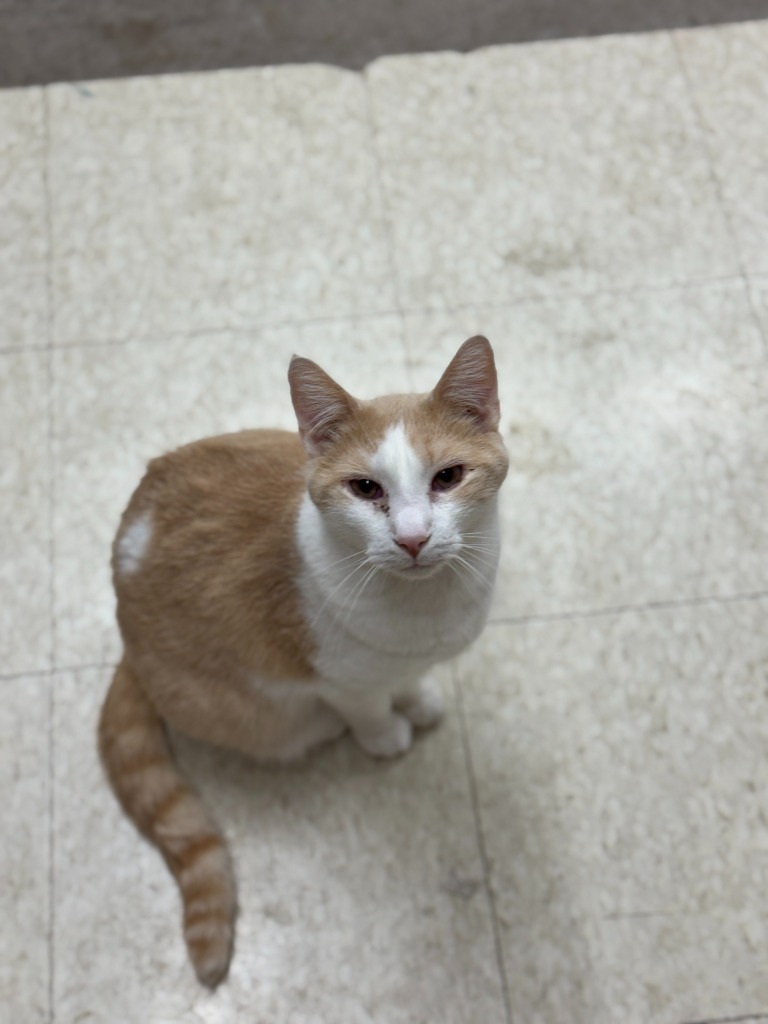 Ajax, an adoptable Domestic Short Hair in Hastings, NE, 68901 | Photo Image 1