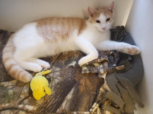 Ajax, an adoptable Domestic Short Hair in Hastings, NE, 68901 | Photo Image 2