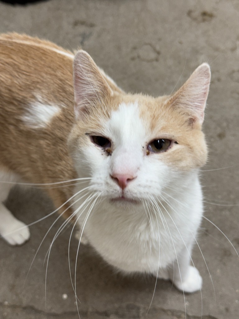 Ajax, an adoptable Domestic Short Hair in Hastings, NE, 68901 | Photo Image 2