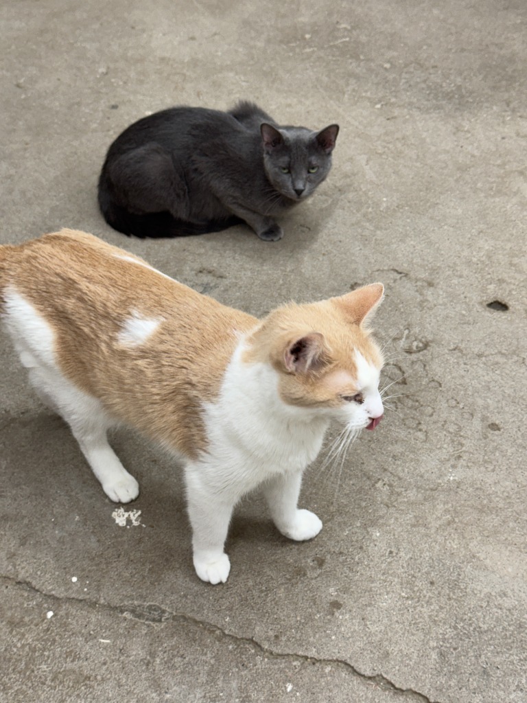 Ajax, an adoptable Domestic Short Hair in Hastings, NE, 68901 | Photo Image 3
