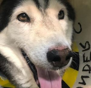 . Samurai Kuwaiti Husky .