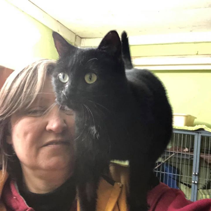 Cat For Adoption Indie A Domestic Short Hair In Landenberg Pa