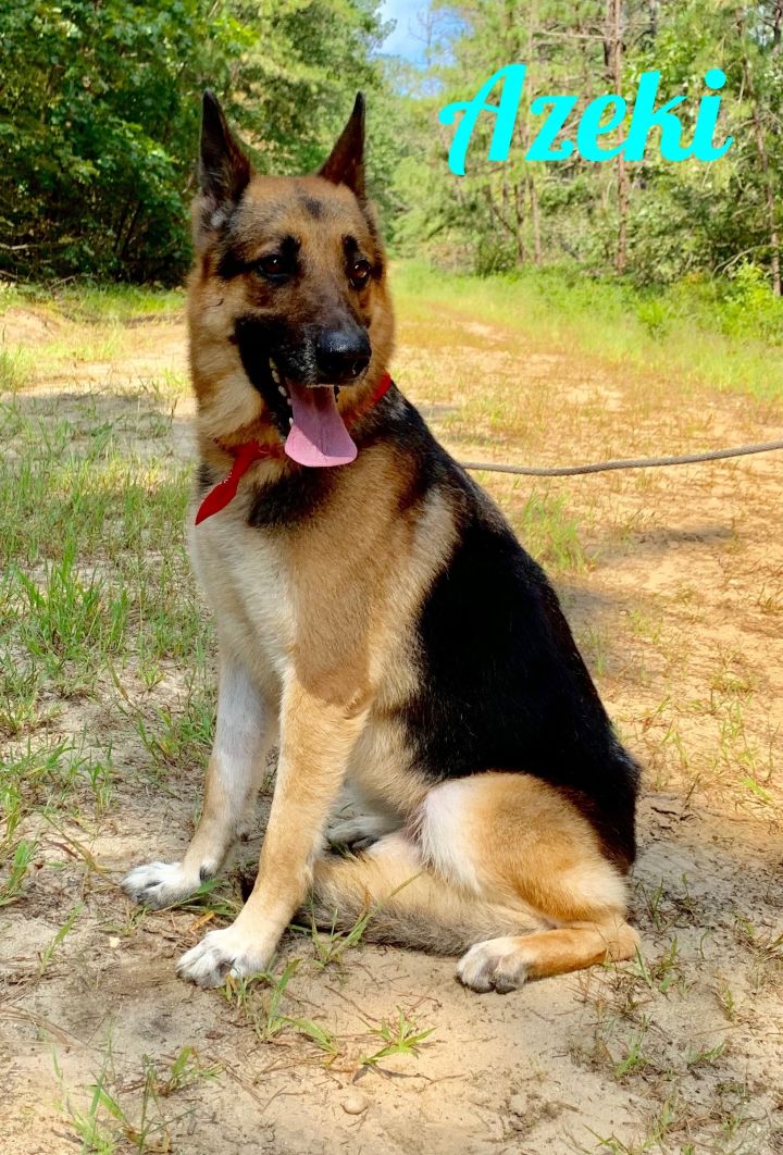 German shepherd store available for adoption