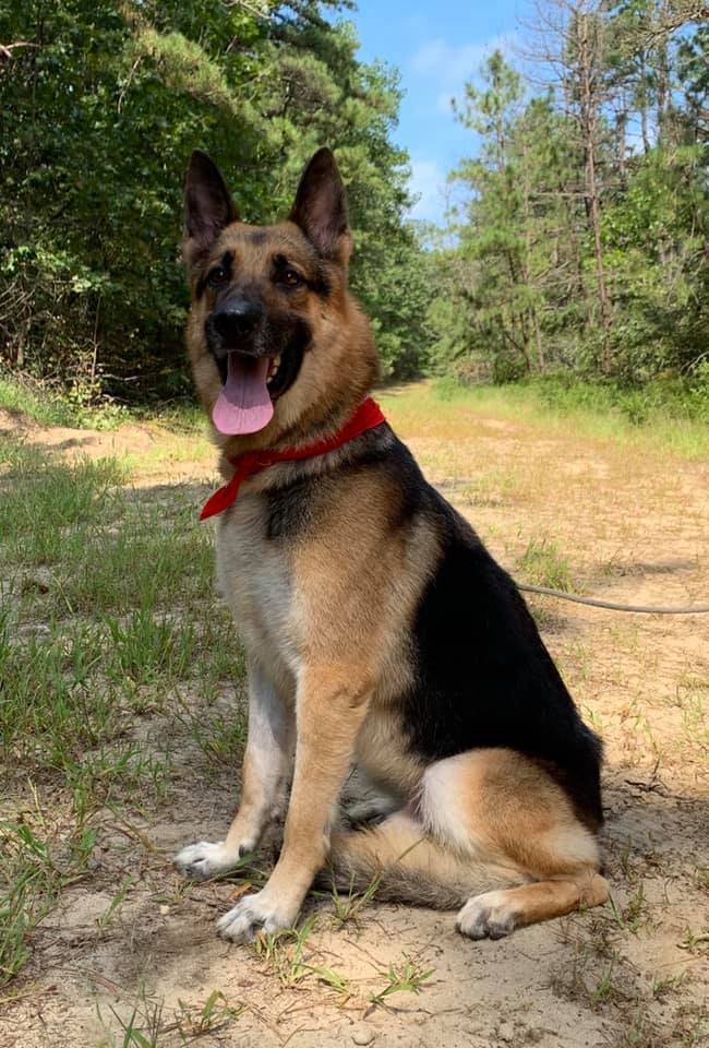 2 years german store shepherd