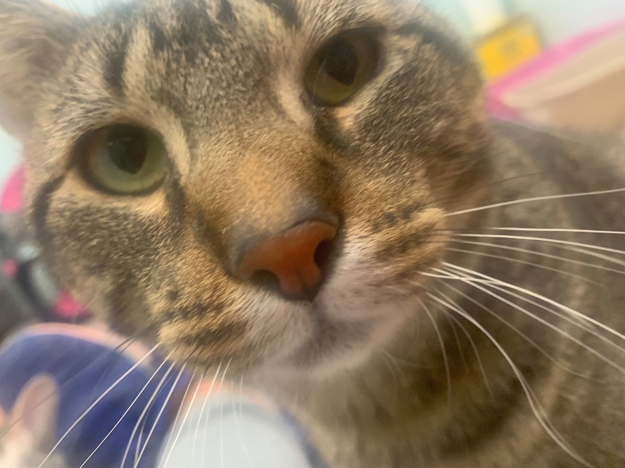 Morton, an adoptable Domestic Short Hair in Grand Rapids, MI, 49509 | Photo Image 2