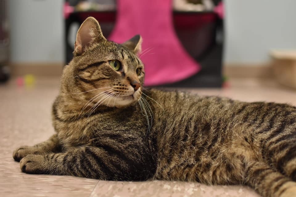 Morton, an adoptable Domestic Short Hair in Grand Rapids, MI, 49509 | Photo Image 4