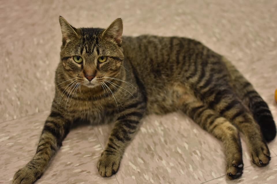 Morton, an adoptable Domestic Short Hair in Grand Rapids, MI, 49509 | Photo Image 6