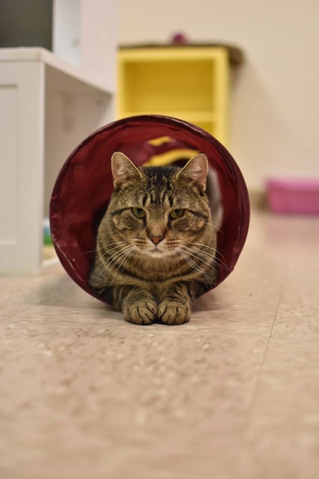 Morton, an adoptable Domestic Short Hair in Grand Rapids, MI, 49509 | Photo Image 8