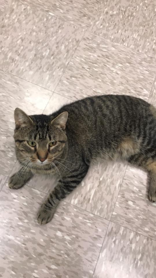 Morton, an adoptable Domestic Short Hair in Grand Rapids, MI, 49509 | Photo Image 9