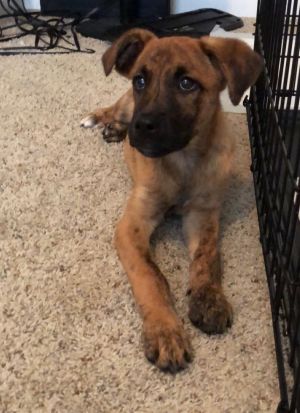 Dog For Adoption Daisy A Mountain Cur In West Seneca Ny - black mouth mountain cur brindle