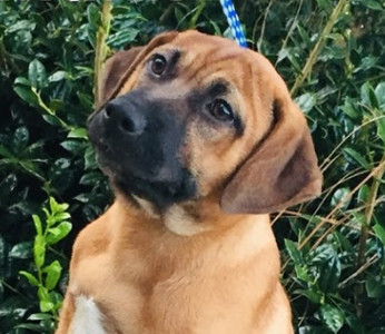 Dog For Adoption Chipmunk A Mountain Cur Labrador - mountain cur lab mix puppies