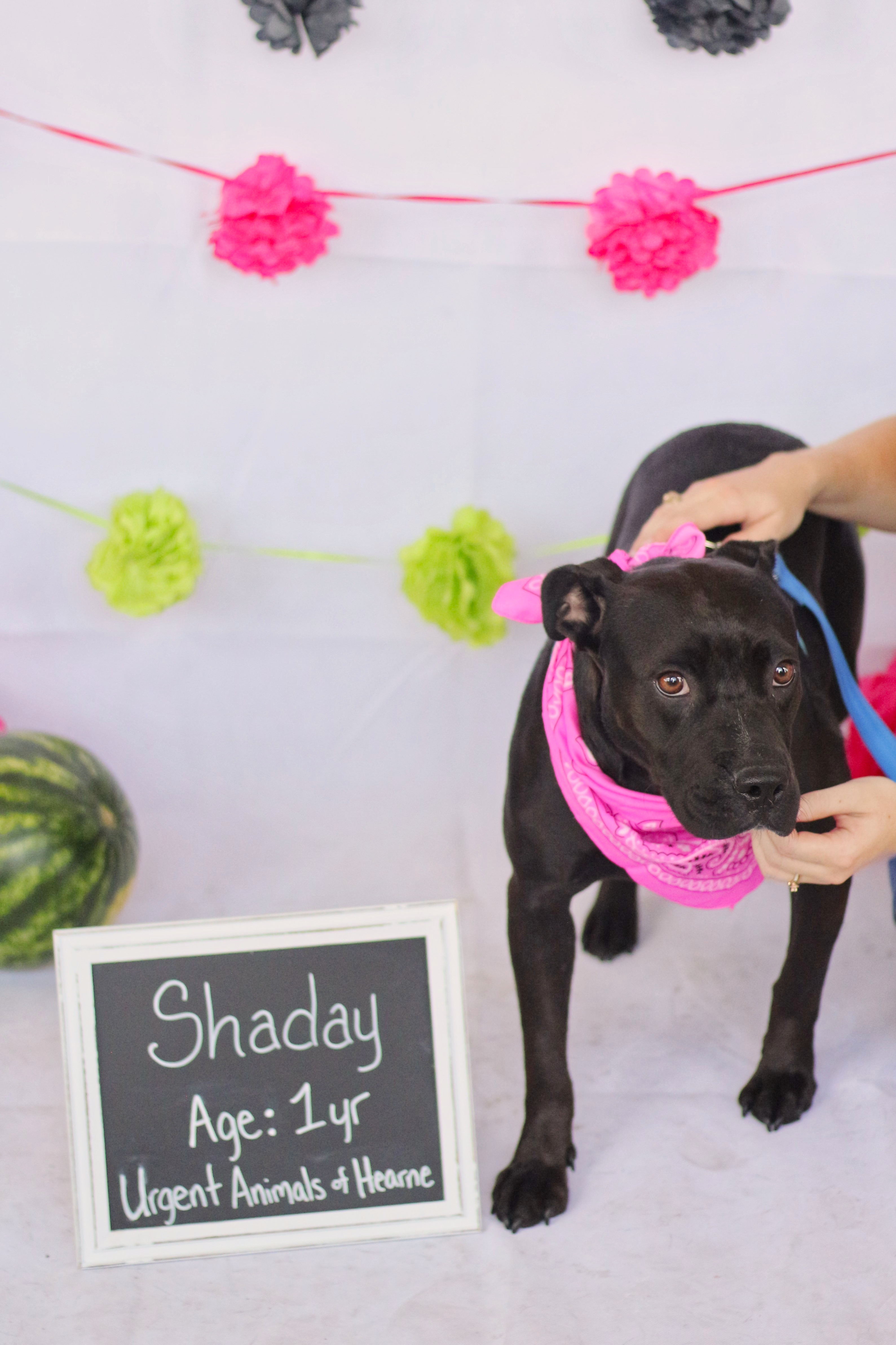 Shaday, an adoptable Labrador Retriever, American Staffordshire Terrier in Hearne, TX, 77859 | Photo Image 4