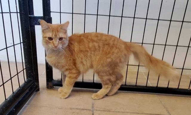 Kingston, an adoptable Domestic Long Hair in Hastings, NE, 68901 | Photo Image 1