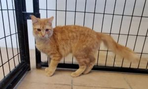 Kingston, Adult Female unknown