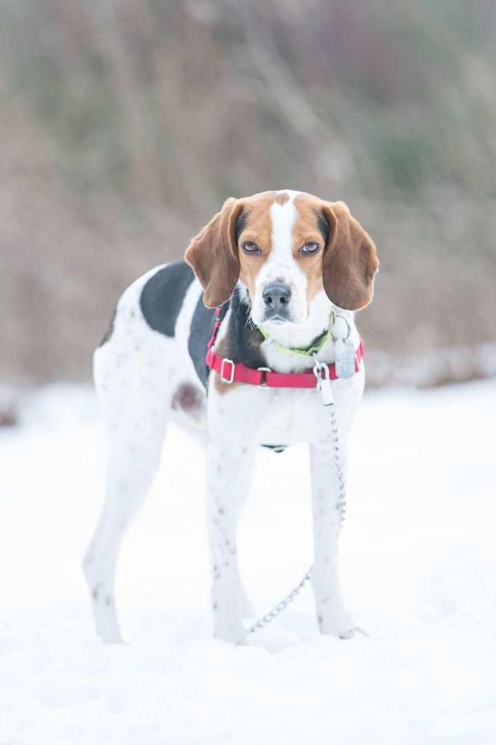 Ray- waiting in a foster home, an adopted Foxhound Mix in Scituate, MA_image-1