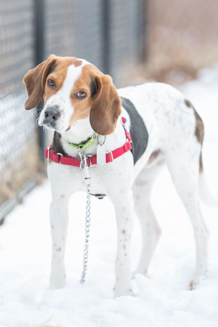 Ray- waiting in a foster home, an adopted Foxhound Mix in Scituate, MA_image-4