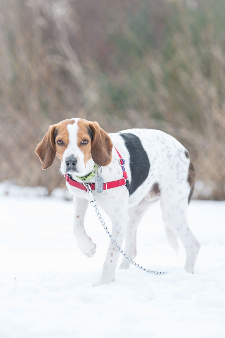 Ray- waiting in a foster home, an adopted Foxhound Mix in Scituate, MA_image-5