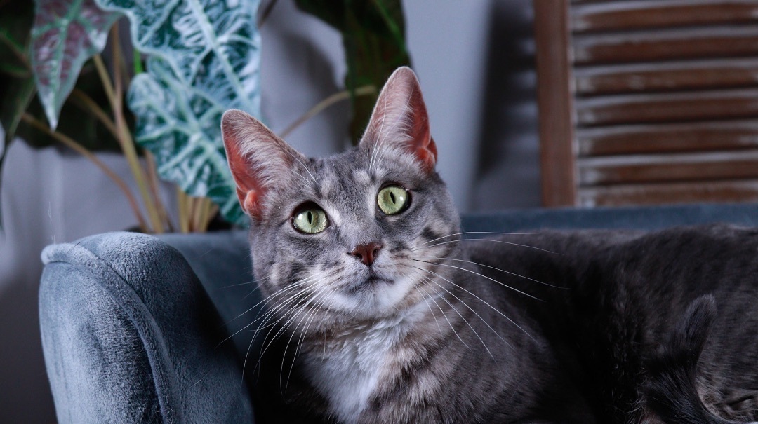 Kit Kat , an adoptable Tuxedo, Tabby in Parker, TX, 75002 | Photo Image 2