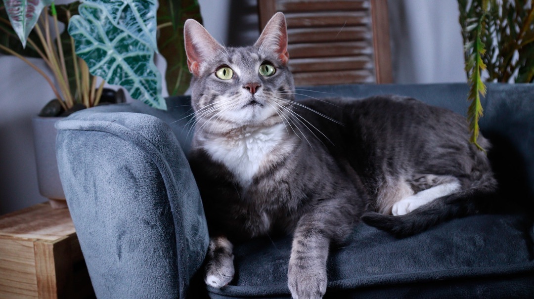 Kit Kat , an adoptable Tuxedo, Tabby in Parker, TX, 75002 | Photo Image 3