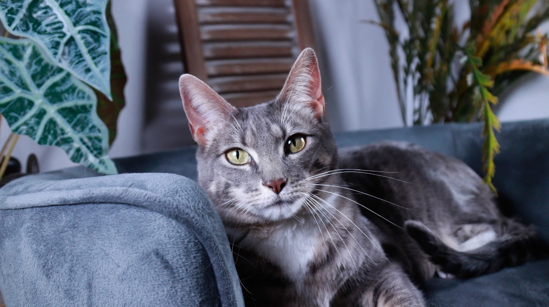 Kit Kat , an adoptable Tuxedo, Tabby in Parker, TX, 75002 | Photo Image 1