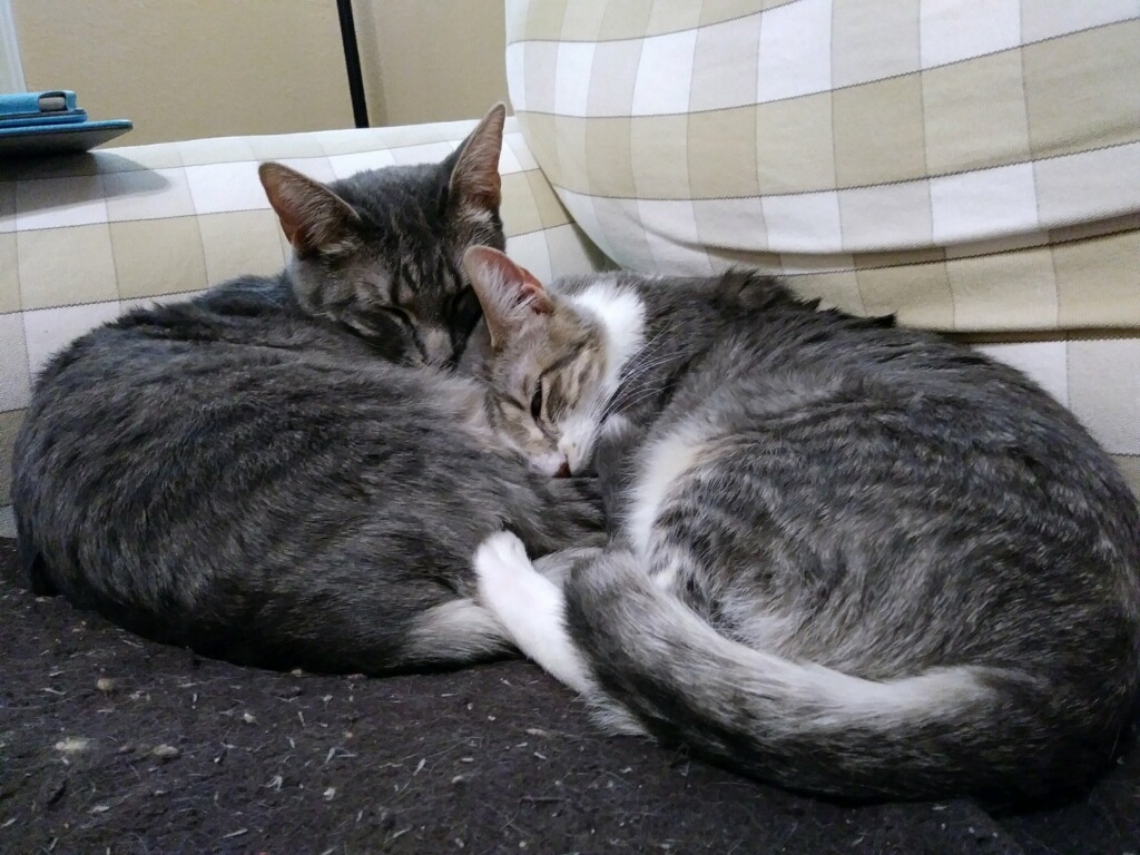 Kit Kat , an adoptable Tuxedo, Tabby in Parker, TX, 75002 | Photo Image 4