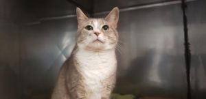 Cat For Adoption Marie A Domestic Short Hair In Lancaster Pa