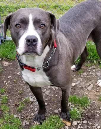 American staffy best sale boxer mix