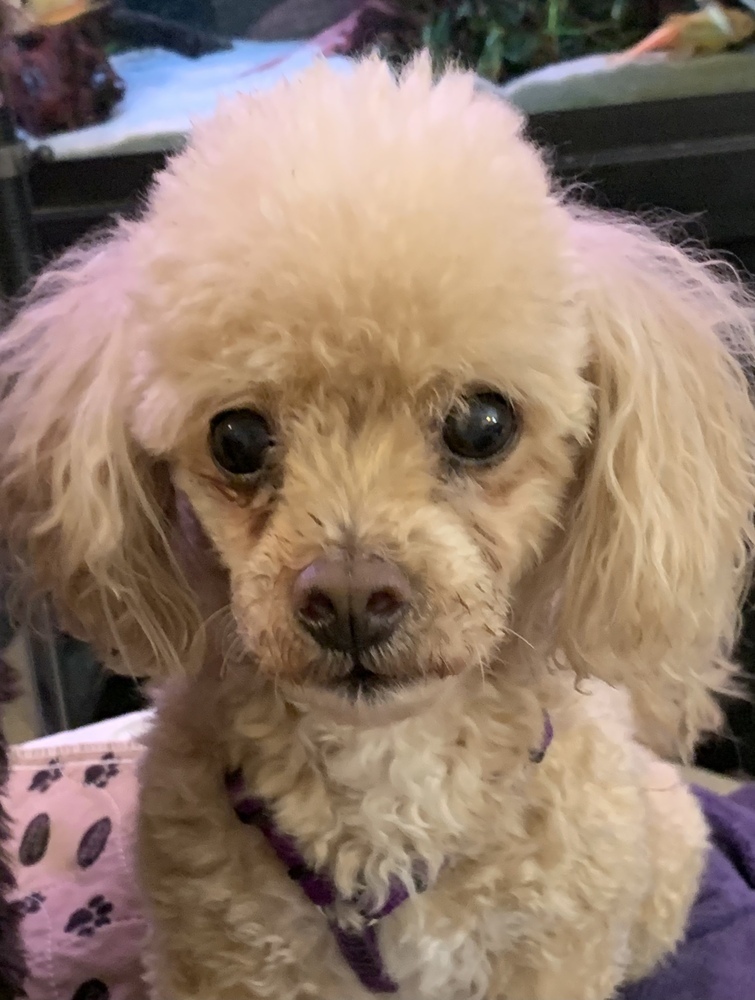 Poo-chon - Budderific - Special Needs, an adoptable Poodle, Bichon Frise in Omaha, NE, 68137 | Photo Image 1