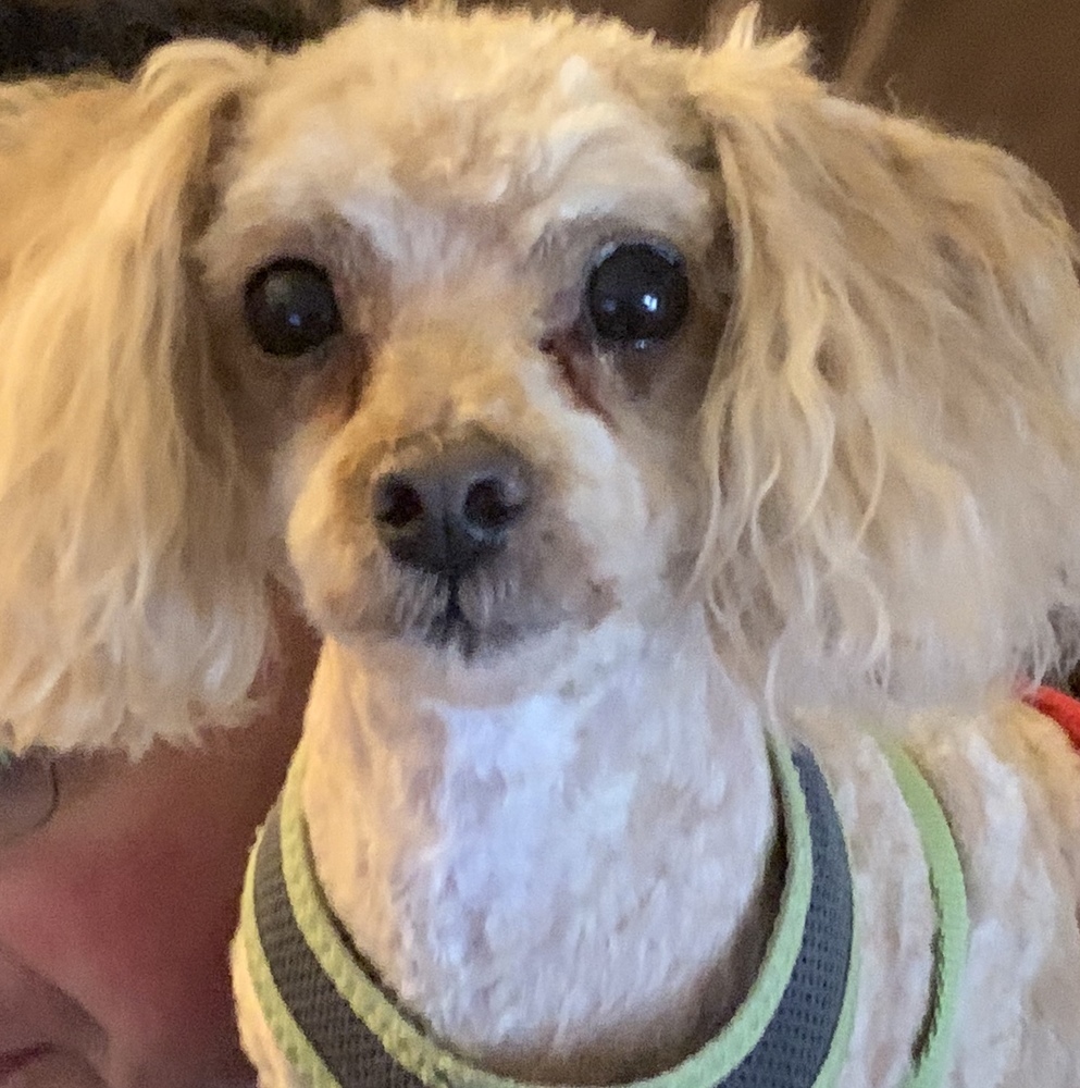 Poo-chon - Budderific - Special Needs, an adoptable Poodle, Bichon Frise in Omaha, NE, 68137 | Photo Image 2