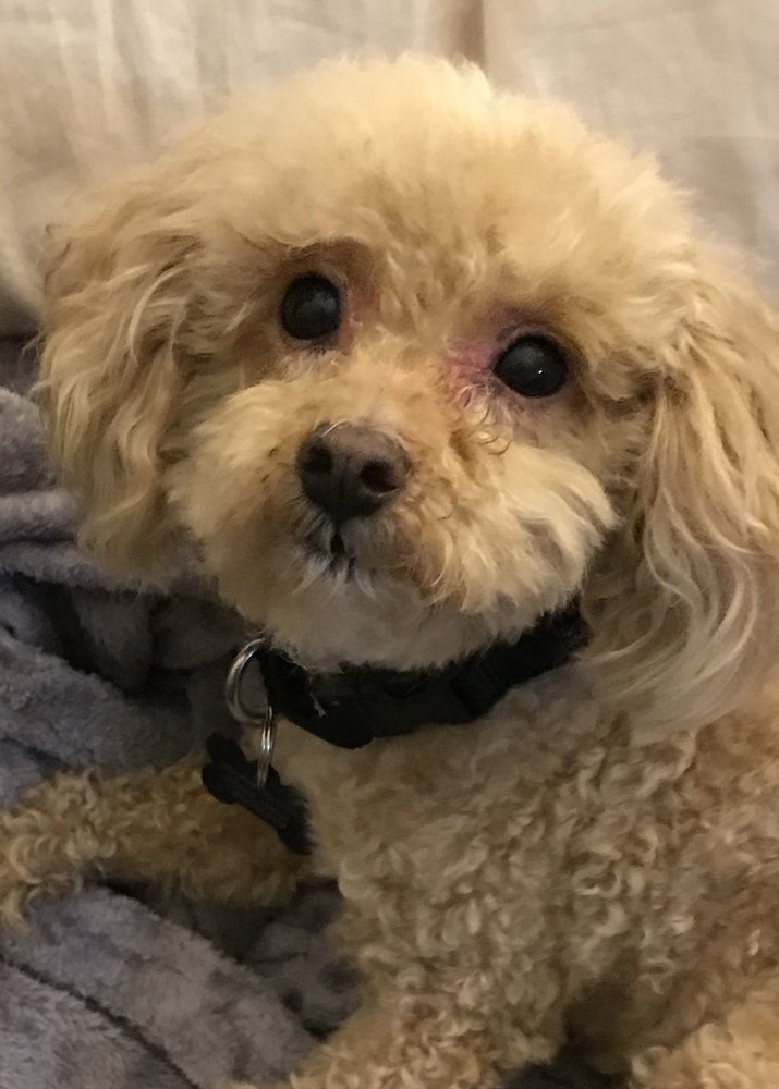 Poo-chon - Budderific - Special Needs, an adoptable Poodle, Bichon Frise in Omaha, NE, 68137 | Photo Image 3