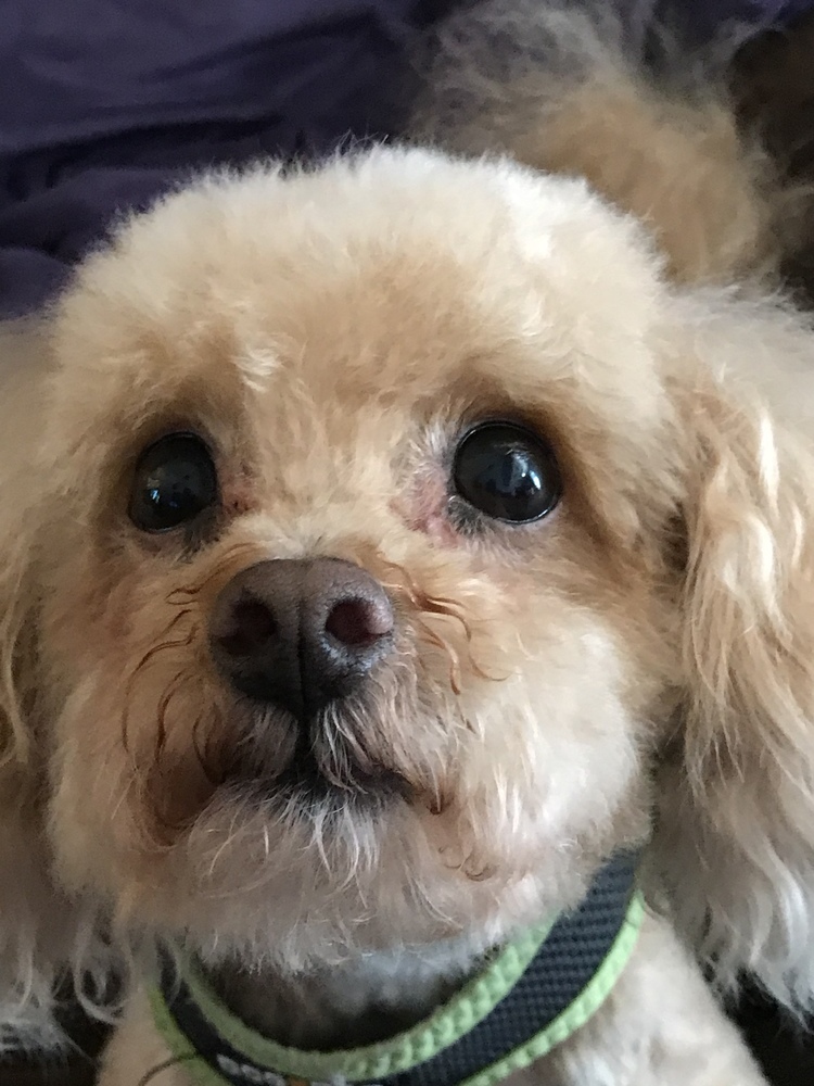 Poo-chon - Budderific - Special Needs, an adoptable Poodle, Bichon Frise in Omaha, NE, 68137 | Photo Image 4