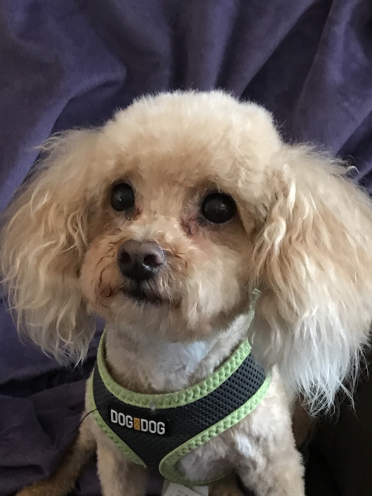 Poo-chon - Budderific - Special Needs, an adoptable Poodle, Bichon Frise in Omaha, NE, 68137 | Photo Image 5